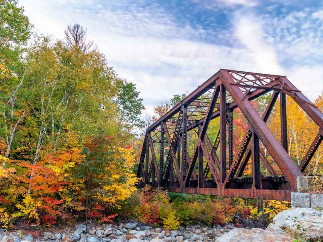 NH Pet Physical Rebah Center Website Photos (1)